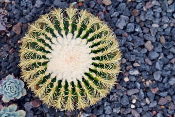 Cactus and succulents in bloom with vivid textures, contrast, symmetry, color, and geometry—a...