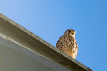 Young kestrel bird standing on building in city