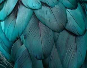 Obraz premium close up of teal feathers with intricate texture and detail