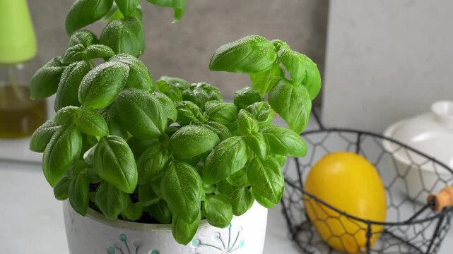 Bright green basil plant  perfect for making pesto  rotates against a kitchen counter.