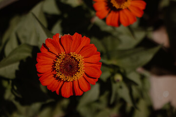 Close-Up of Orange Zinnia Flower in Bloom