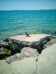 Wild cormorant bird perched on concrete rock at the sea shore with turquoise water and distant city...