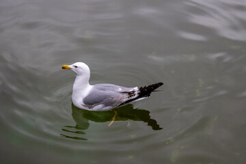 seagull in the lake
