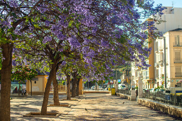 he jacaranda tree is blooming in full splendor, painting the streets  with its vibrant purple...