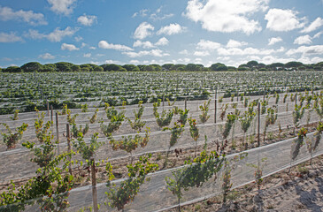 Rows of vines ready for the grape harvest
