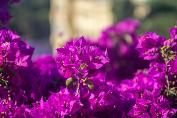 The bougainvillea is blooming in full splendor, painting the streets  with its vibrant purple...