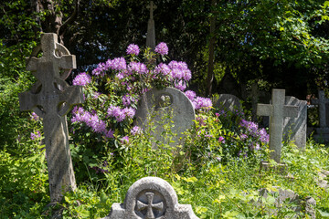 London, UK, 7 May 2025, Old, moss-covered Celtic crosses and rounded gravestones are vibrant with...