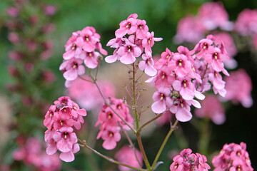 Pink Diascia personata, also known as twinspur ‘Du Toits Peak’ in flower.
