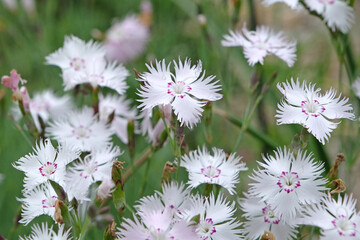 White and pink ringed Dianthus plumarius, clove pink, in flower.