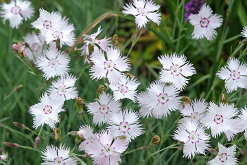 White and pink ringed Dianthus plumarius, clove pink, in flower.