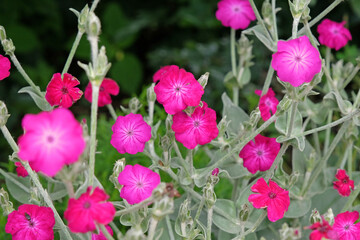 Pink Silene coronaria, rose campion, in flower.
