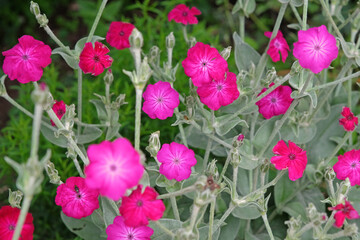 Pink Silene coronaria, rose campion, in flower.