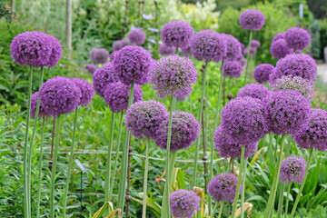Large purple Allium ‘Ambassador’, also known as ornamental onion, in flower.