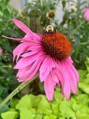 Bee on Pink Flower