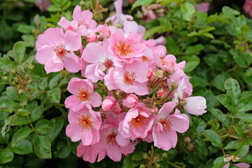 Pink and white ground cover rose, Rosa ‘sweet haze’  in flower.