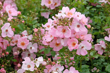 Pink and white ground cover rose, Rosa ‘sweet haze’  in flower.