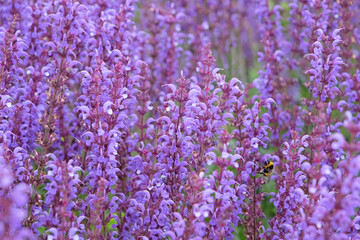 Purple Salvia  sylvestris ‘Serenade’, wood sage, in flower.