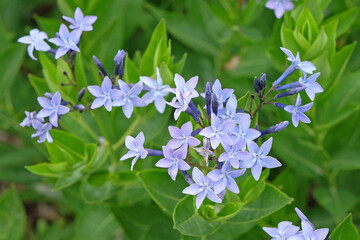 Pale blue Amsonia ‘Blue Ice’ bluestar in flower.