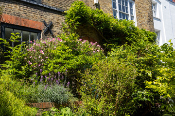 An abundant, overgrown urban garden bursts with various green plants and scattered pink and purple...