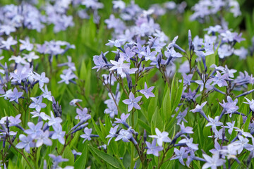 Pale blue Amsonia ‘Blue Ice’ bluestar in flower.