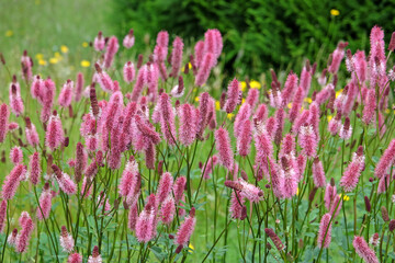 Pink spikes of Sanguisorba ‘Blackthorn’, also known as burnet, in flower.