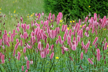 Naklejka premium Pink spikes of Sanguisorba ‘Blackthorn’, also known as burnet, in flower.