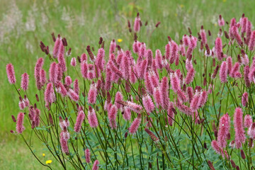 Pink spikes of Sanguisorba ‘Blackthorn’, also known as burnet, in flower.
