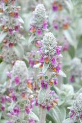 The grey and purple spires of Stachys byzantina, also known as lamb’s ear, in flower.