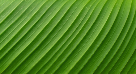 Close Up of Green Leaf with Parallel Veins Texture