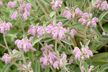 Pink Phlomis purpurea, purple Jerusalem sage, in flower.