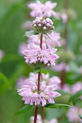 Pink Phlomis Tuberosa, Jerusalem sage ‘Bronze Flamingo’, in flower.