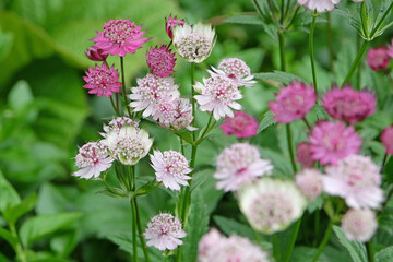 Purple and white Astrantia major, masterwort ‘Claret’ and ‘buckland’ in flower.