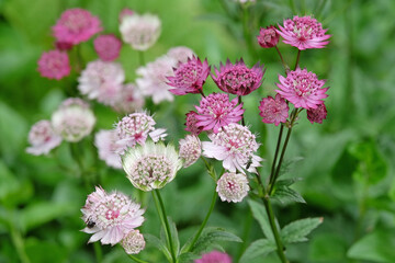 Purple and white Astrantia major, masterwort ‘Claret’ and ‘buckland’ in flower.