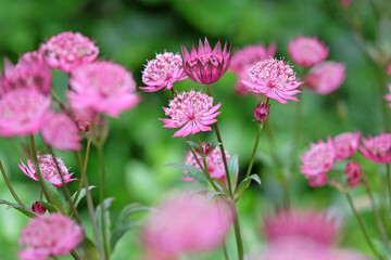 Purple Astrantia major, masterwort ‘Claret’ in flower.