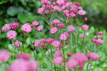 Purple Astrantia major, masterwort ‘Claret’ in flower.