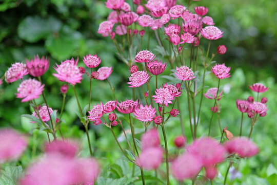 Purple Astrantia major, masterwort &lsquo;Claret&rsquo; in flower.