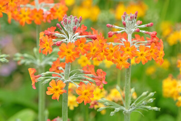 Orange Primula Candelabra bulleyana, Bulley’s Primrose, in flower.