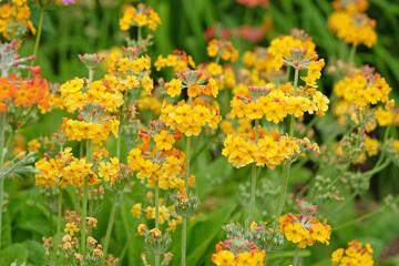 Yellow Primula Candelabra bulleyana, Bulley’s Primrose, in flower.