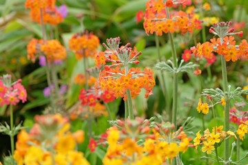 Orange Primula Candelabra bulleyana, Bulley’s Primrose, in flower.