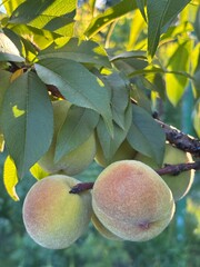 apricots on the tree