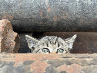 cat on the roof