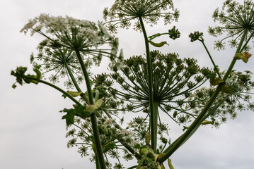 Wild cow parsnip plants with umbrella-like flower clusters against overcast sky