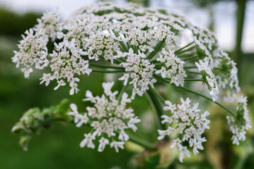 Close-up of cow parsnip flower in bloom against blurred greenery