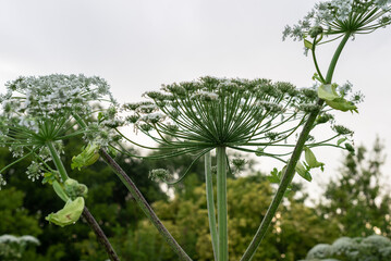 Close-up of giant hogweed in bloom against greenery on overcast day