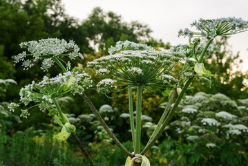 Giant hogweed plants in natural greenery with white flowers