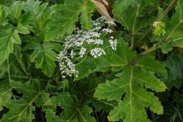 Close-up of cow parsnip with large green leaves and white flowers in natural setting