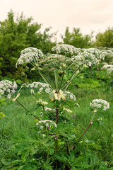 Giant hogweed plant in bloom: tall stems and white umbrella flowers in lush green meadow