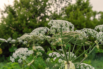 Close-up of white wildflowers in lush green field with trees in background