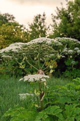 Giant hogweed plant in lush green garden setting with blossoming white flowers
