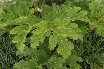 Vibrant green foliage of gunnera manicata plant in lush garden setting